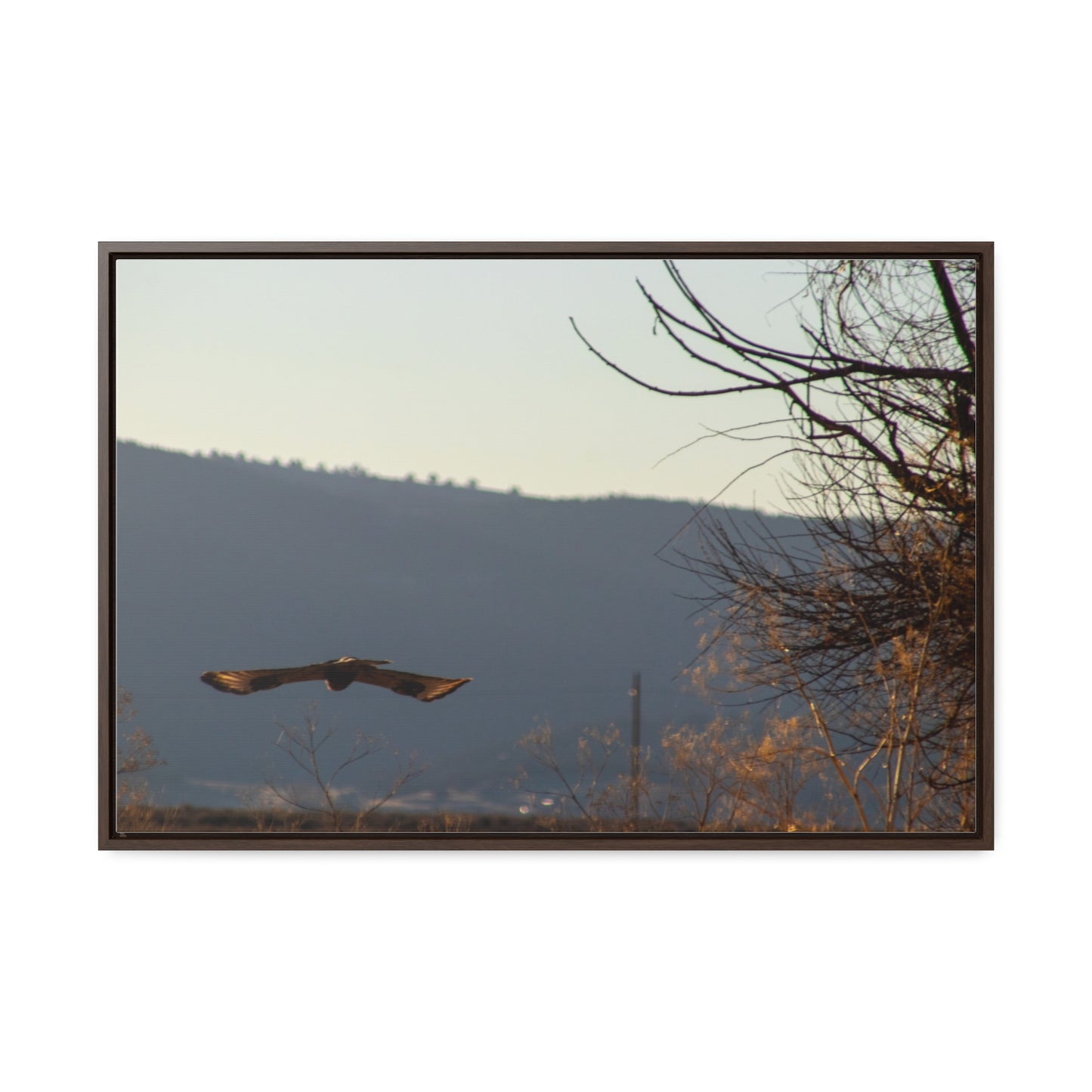 Arts by Dylan: Bald Eagle in Flight III Lower Klamath Canvas