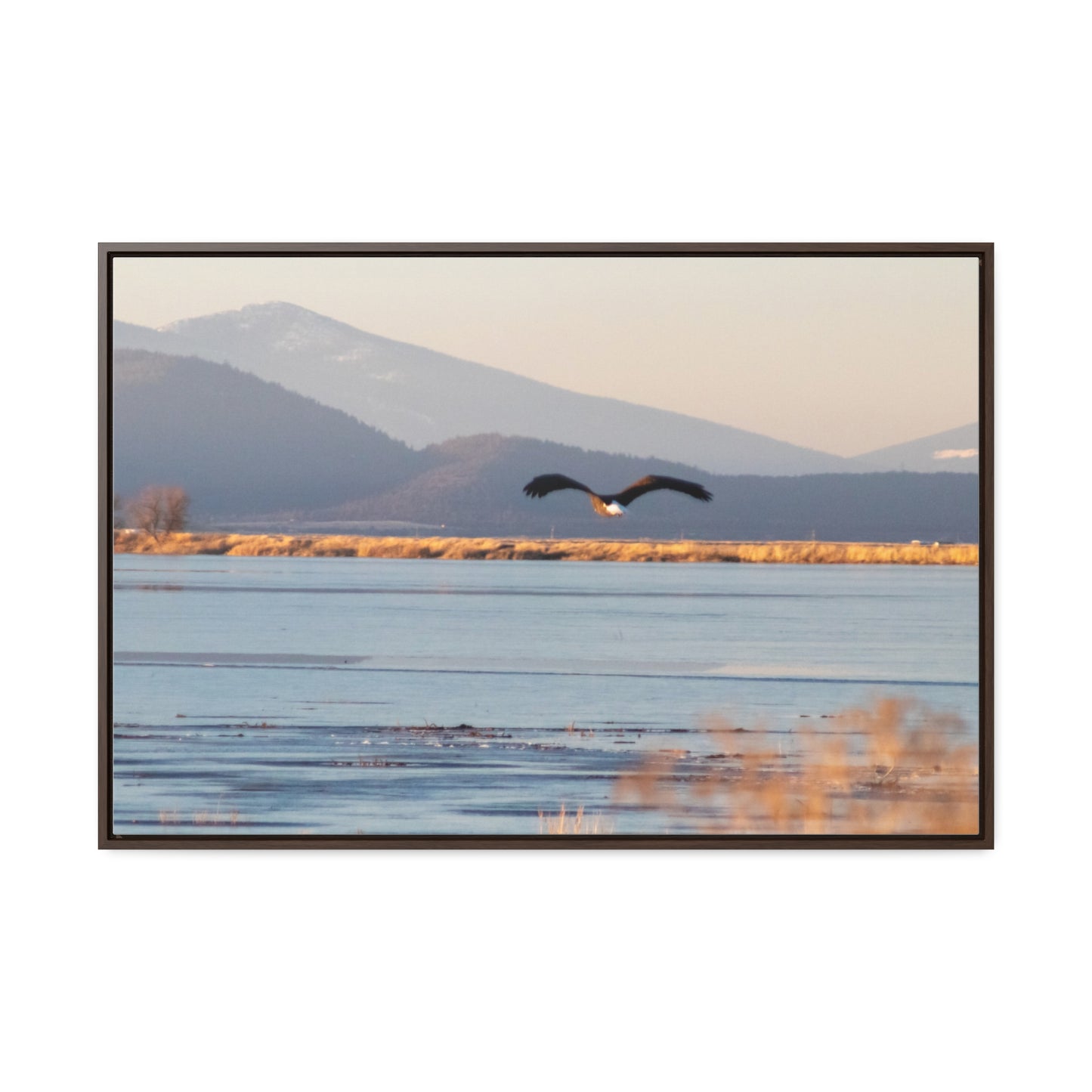 Arts by Dylan: Bald Eagle in Flight V Canvas