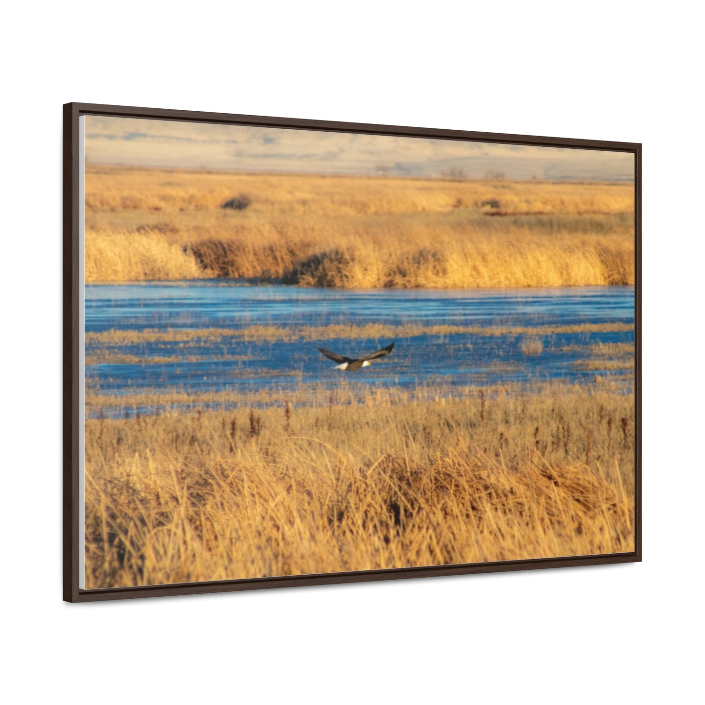 Arts by Dylan: Bald Eagle in Flight VI Lower Klamath Canvas