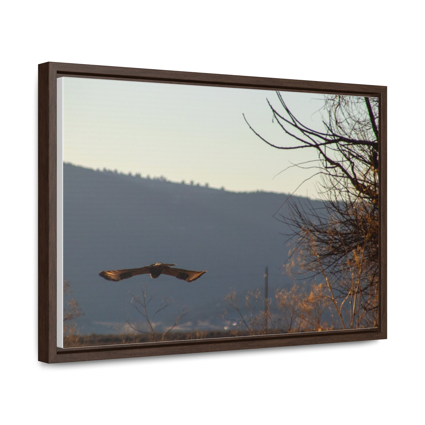 Arts by Dylan: Bald Eagle in Flight III Lower Klamath Canvas