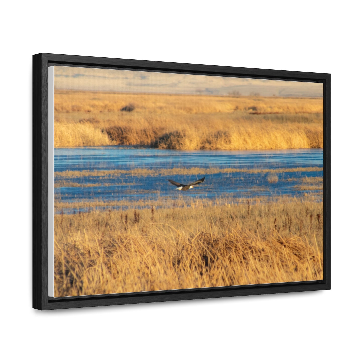 Arts by Dylan: Bald Eagle in Flight VI Lower Klamath Canvas