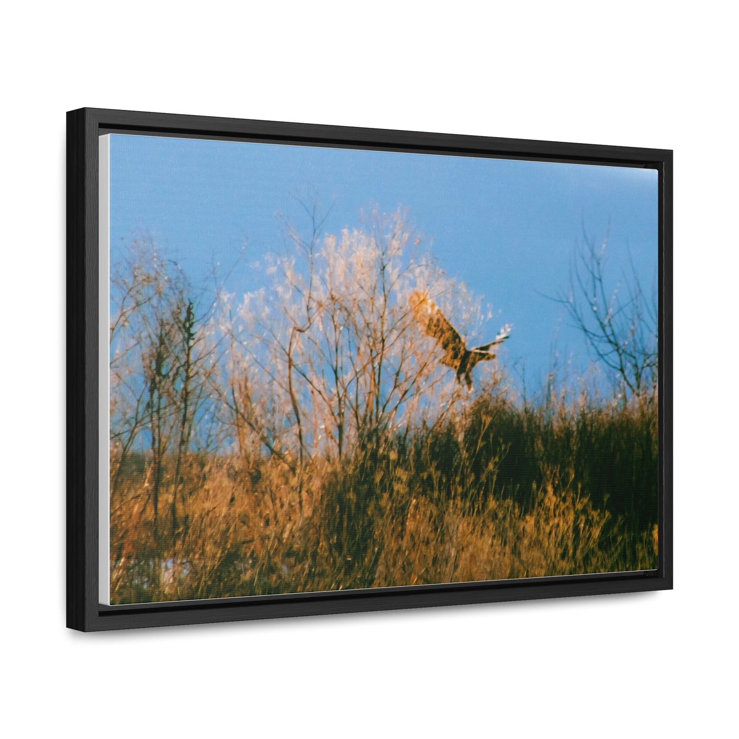 Arts by Dylan: Bald Eagle in Flight I Lower Klamath Canvas