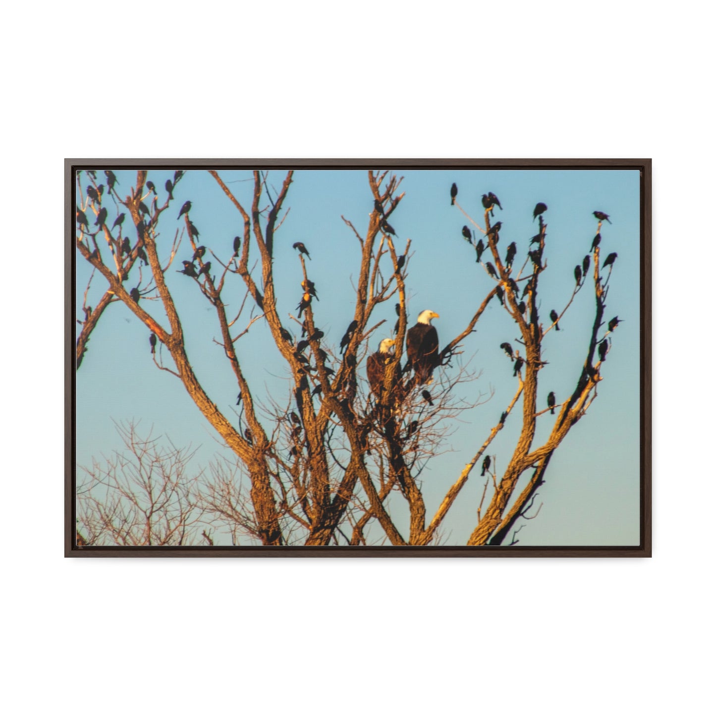 Arts by Dylan: Bald Eagle II Lower Klamath Canvas