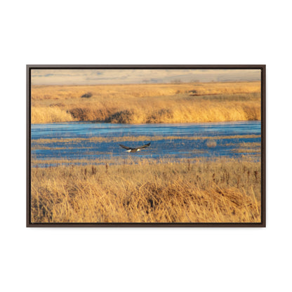 Arts by Dylan: Bald Eagle in Flight VI Lower Klamath Canvas