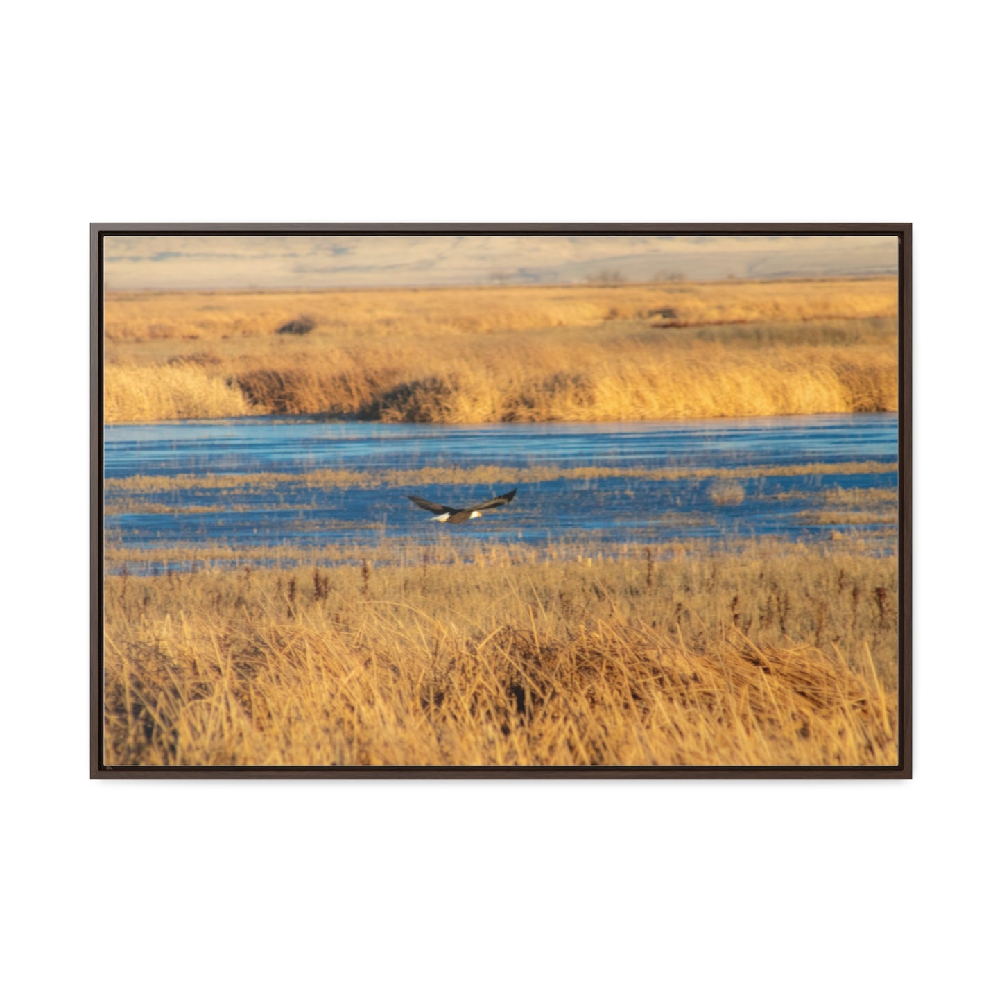 Arts by Dylan: Bald Eagle in Flight VI Lower Klamath Canvas