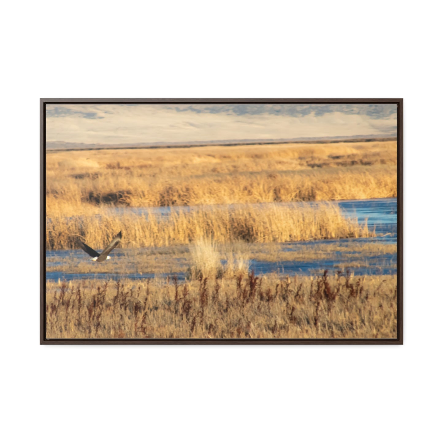 Arts by Dylan: Bald Eagle in Flight IV Lower Klamath Canvas