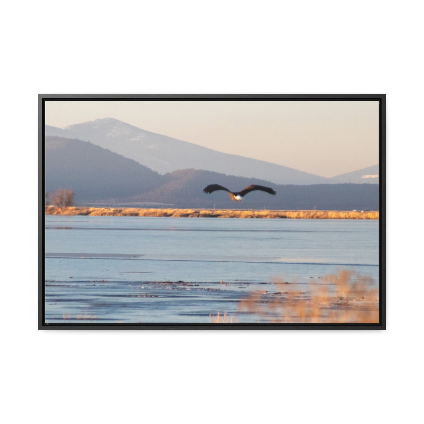 Arts by Dylan: Bald Eagle in Flight V Canvas