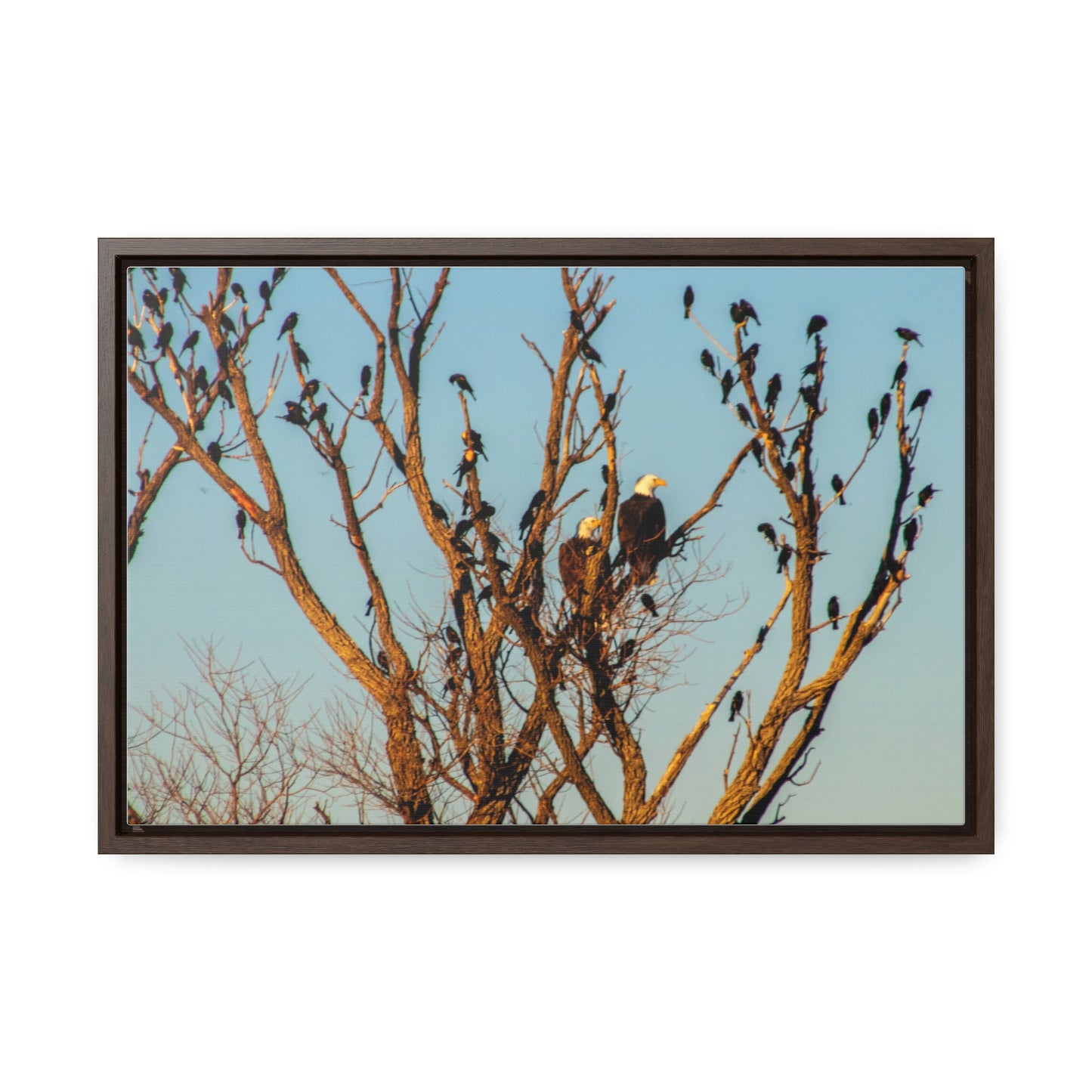 Arts by Dylan: Bald Eagle II Lower Klamath Canvas