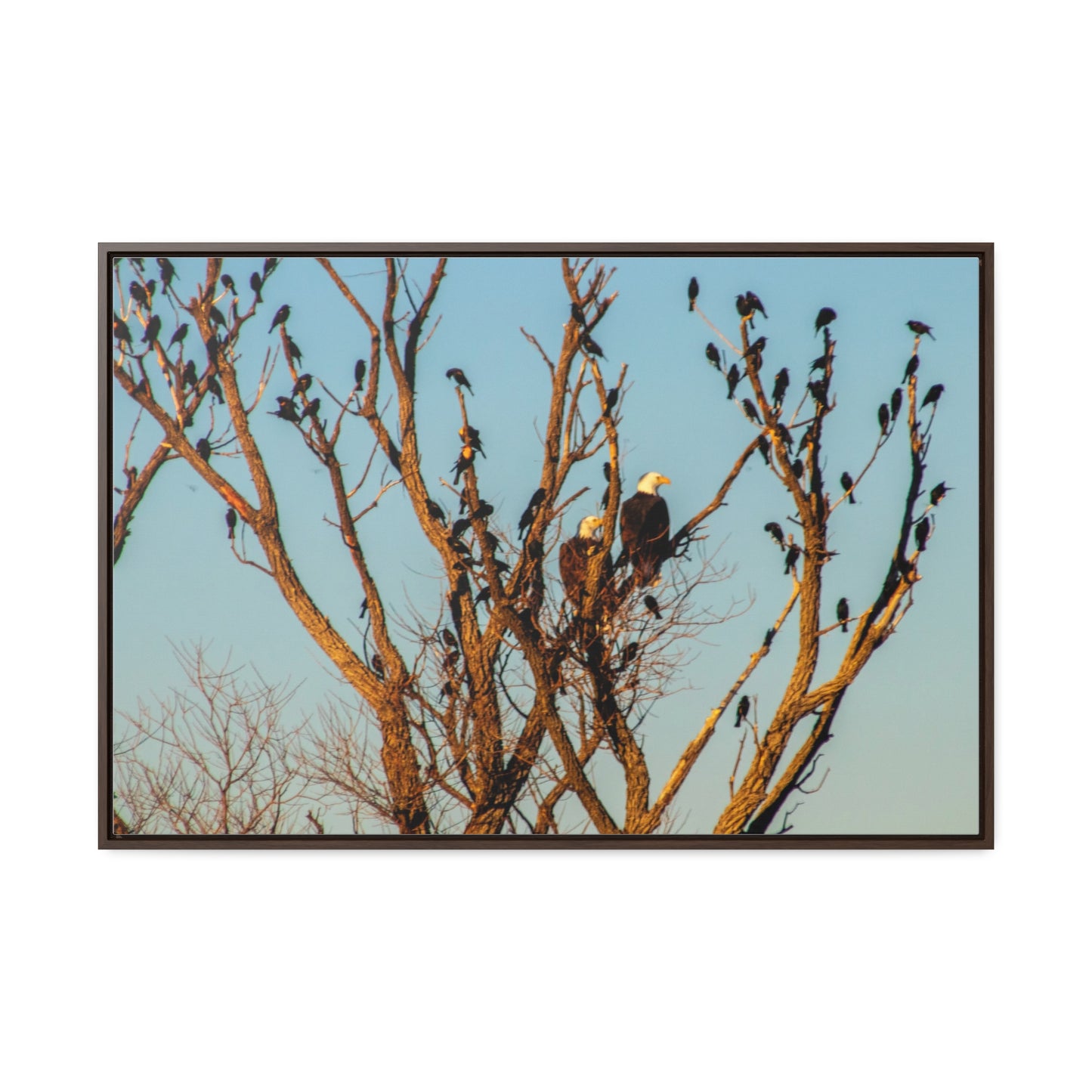 Arts by Dylan: Bald Eagle II Lower Klamath Canvas