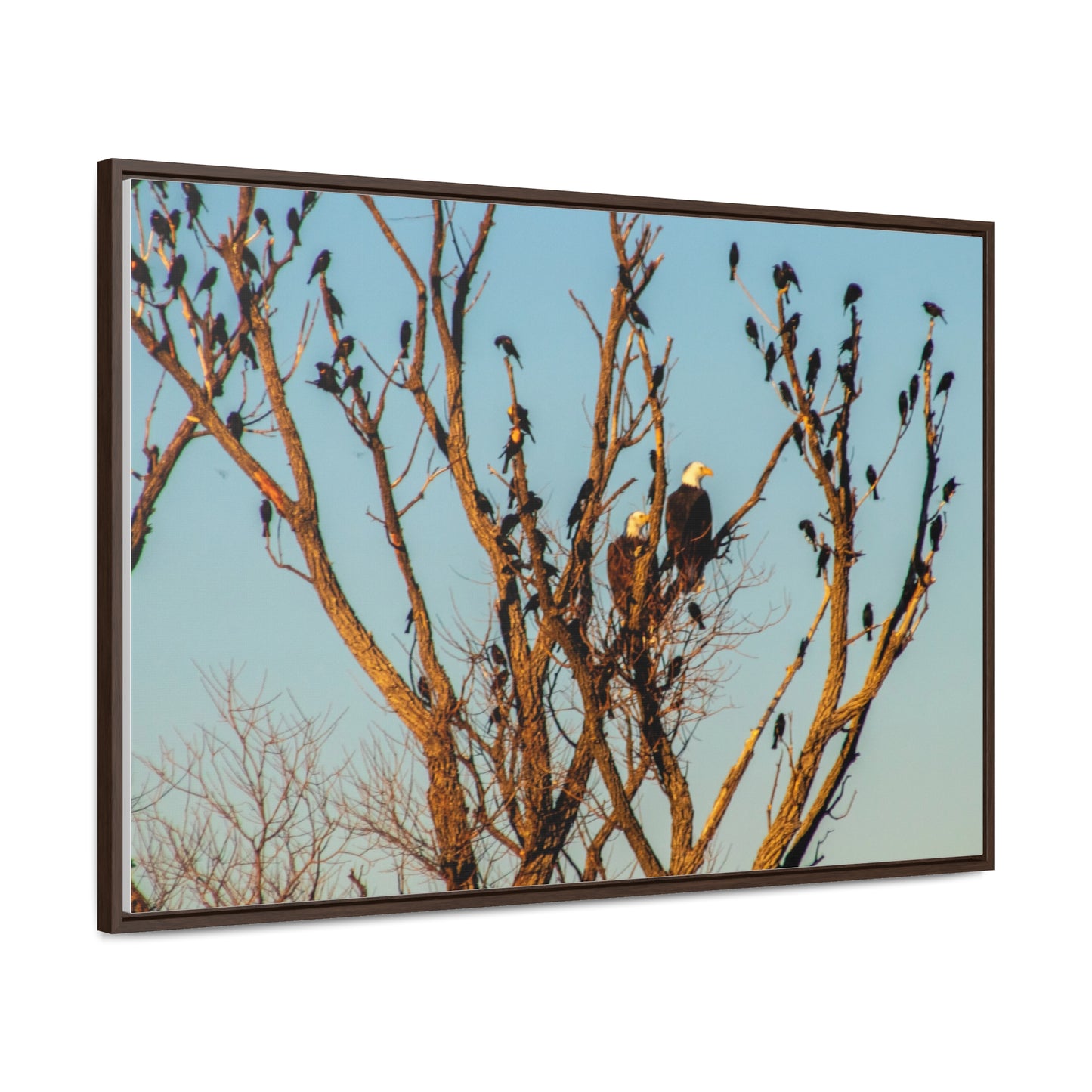 Arts by Dylan: Bald Eagle II Lower Klamath Canvas