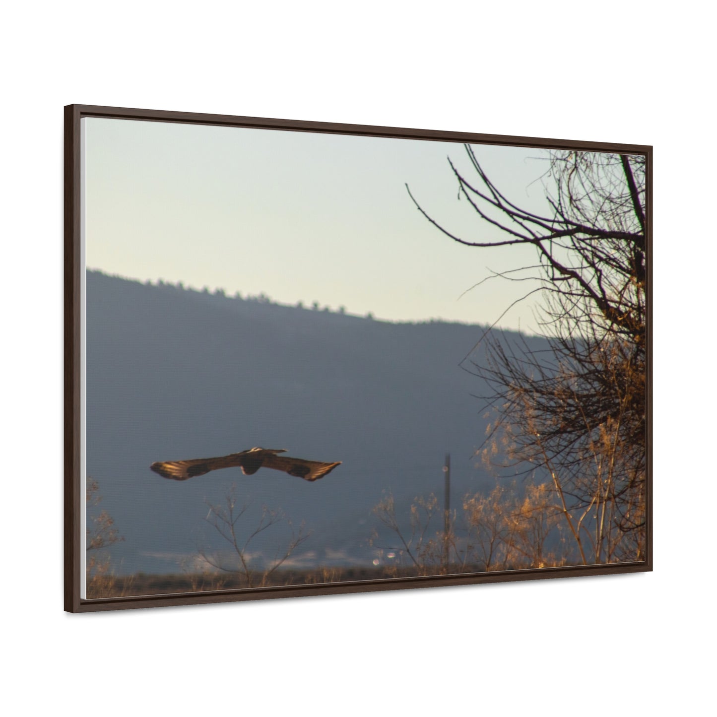 Arts by Dylan: Bald Eagle in Flight III Lower Klamath Canvas